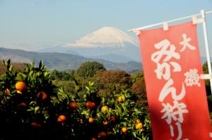 みかん園と富士山（撮影：木原秀雄）