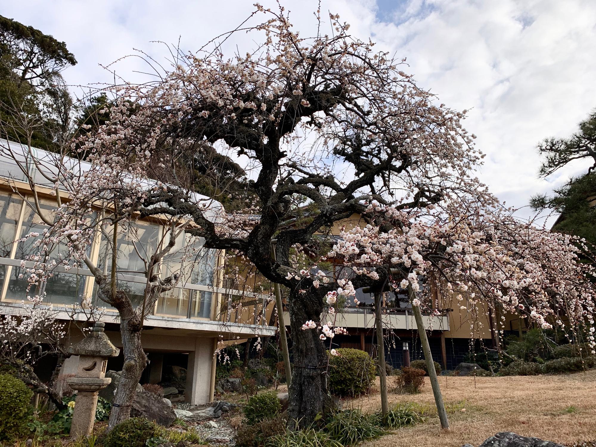 旧吉田茂邸しだれ梅