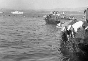 昭和39年4月大磯ブリ網02