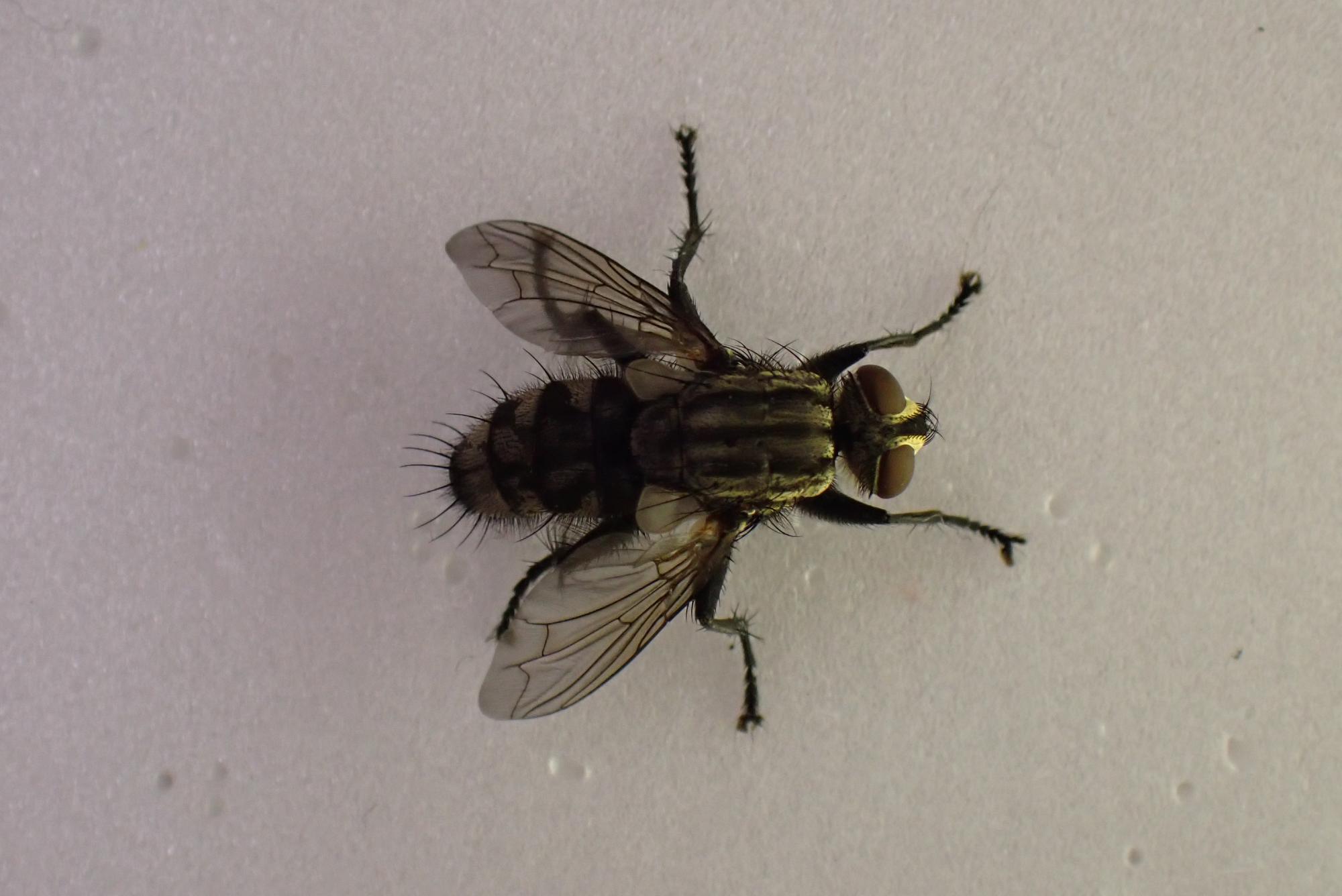 ハエ　大磯町西小磯