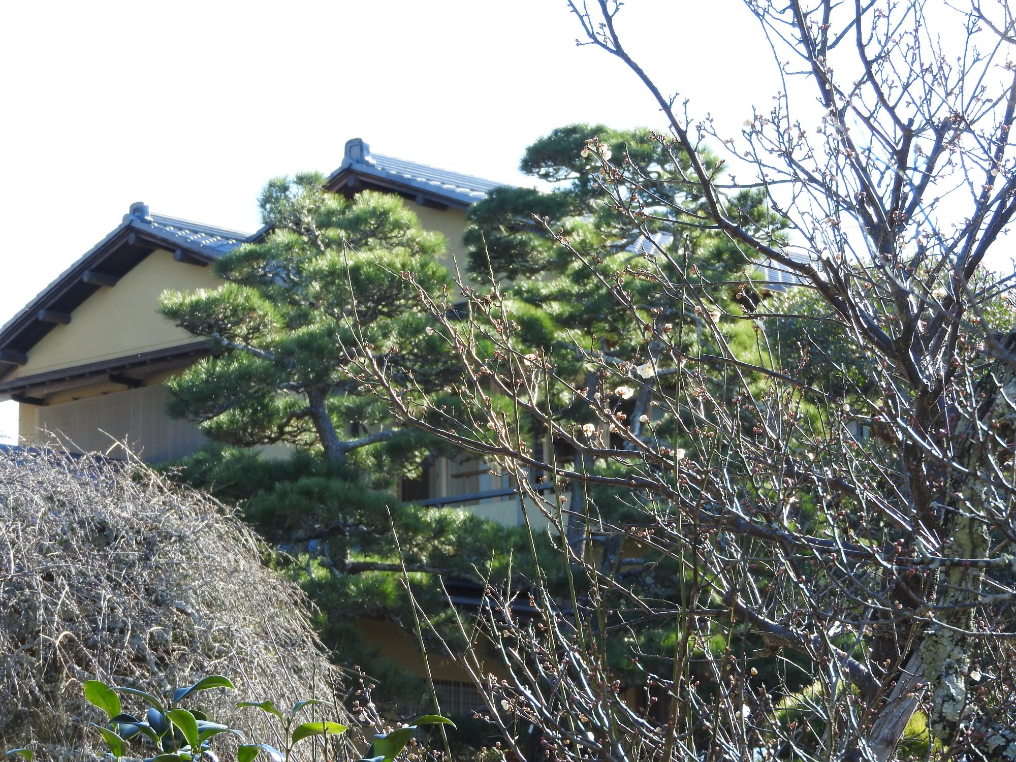 旧吉田茂邸白梅01