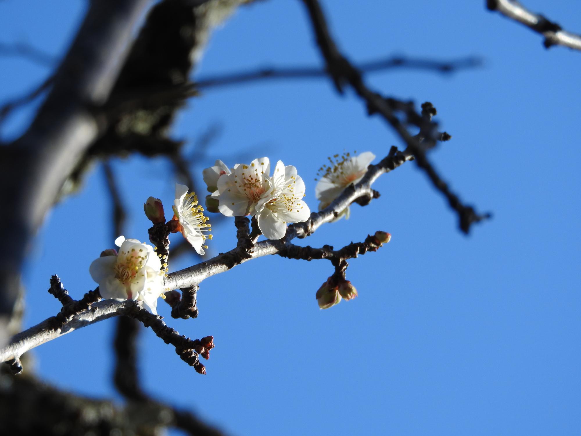 旧吉田茂邸白梅02