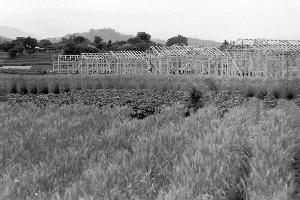 昭和30年6月第3次町営住宅N10832