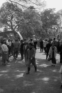 昭和32年化粧坂植木市