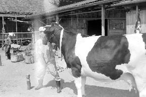 昭和36年4月全国乳牛コンクール受賞牛